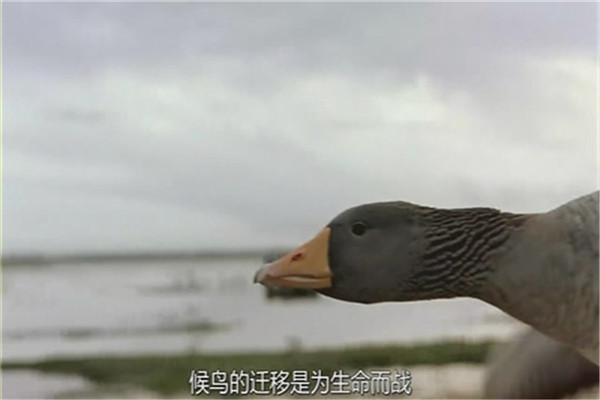 《迁徙的鸟》剧照