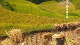 《童年的稻田》海报