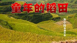 《童年的稻田》海报