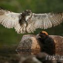 null