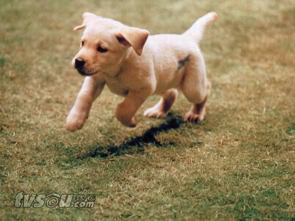 导盲犬小Q