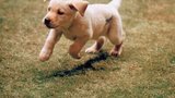 导盲犬小Q