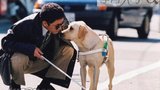 导盲犬小Q
