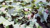 《不肯去观音》剧照