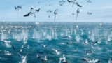 《海洋》海报