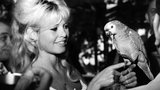 碧姬·芭铎 Brigitte Bardot