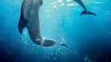 《一只海豚的传说2》海报