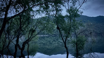 杀木地