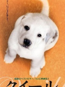 导盲犬小Q