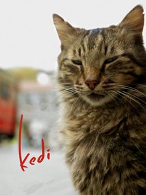 爱猫之城
